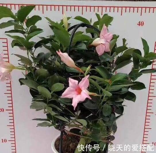 绣球花繁殖方法：让您的花园增添色彩