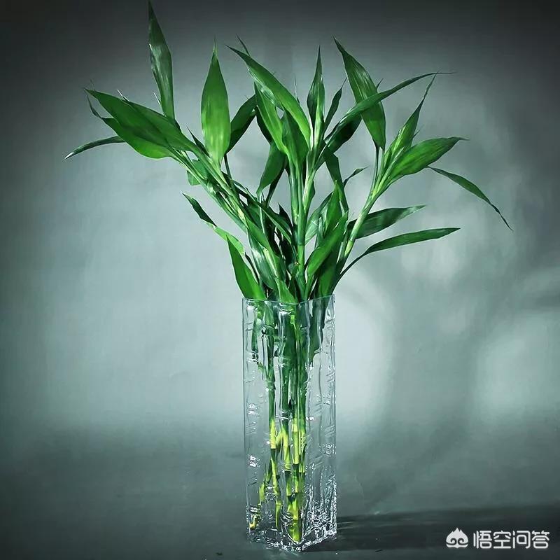 铜钱草水养方法：轻松养成繁茂绿植