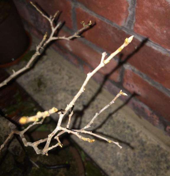 淮山的种植技术与方法