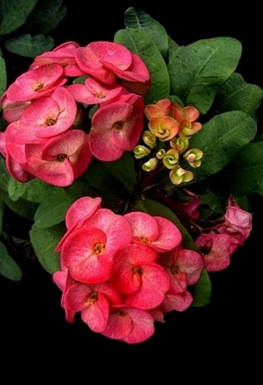 香菜的种植方法：从土壤选择到收获技巧全解析