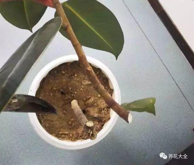 金鱼吊兰的繁殖方法：轻松掌握家庭园艺新技能