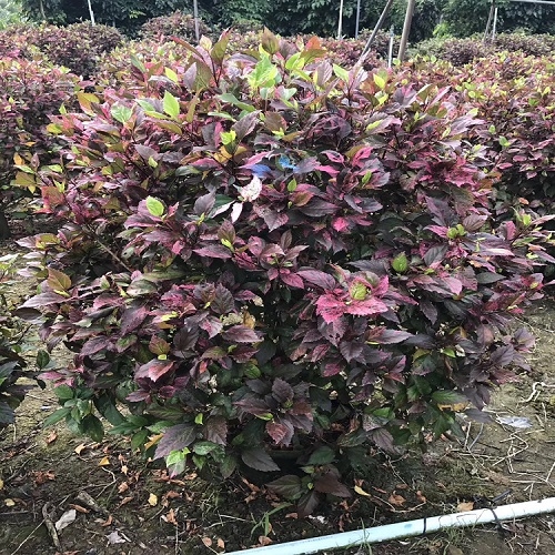 家庭盆栽植物图片：点亮家居温馨的绿色点缀