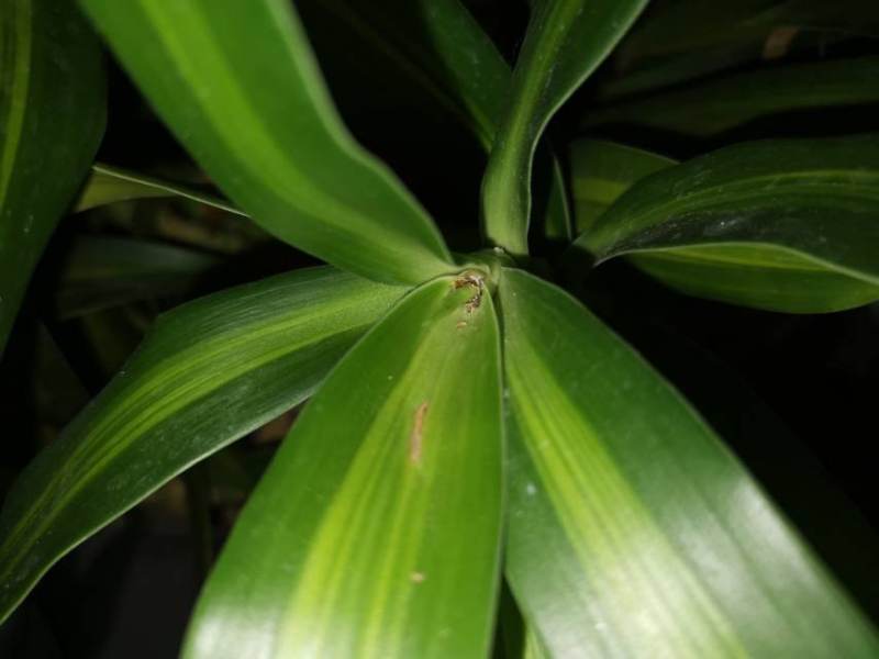 芍药栽培方法：让你的花园绽放华丽之花