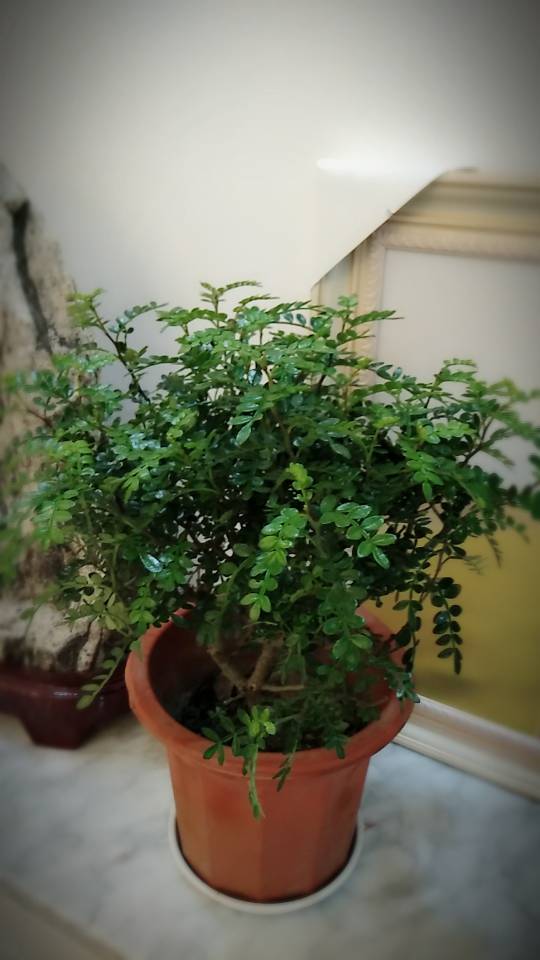 石榴花养殖方法：让你的花园增添艳丽色彩