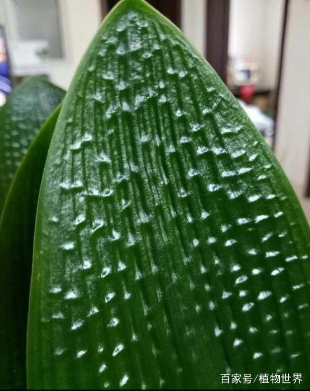 盆栽西红柿视频：掌握种植技巧，享受丰收乐趣