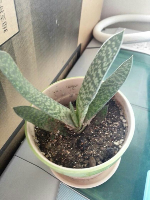 苹果树可以盆栽吗？——家庭园艺新选择
