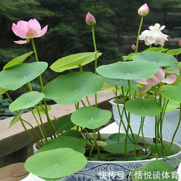 盆栽茶花掉叶怎么回事