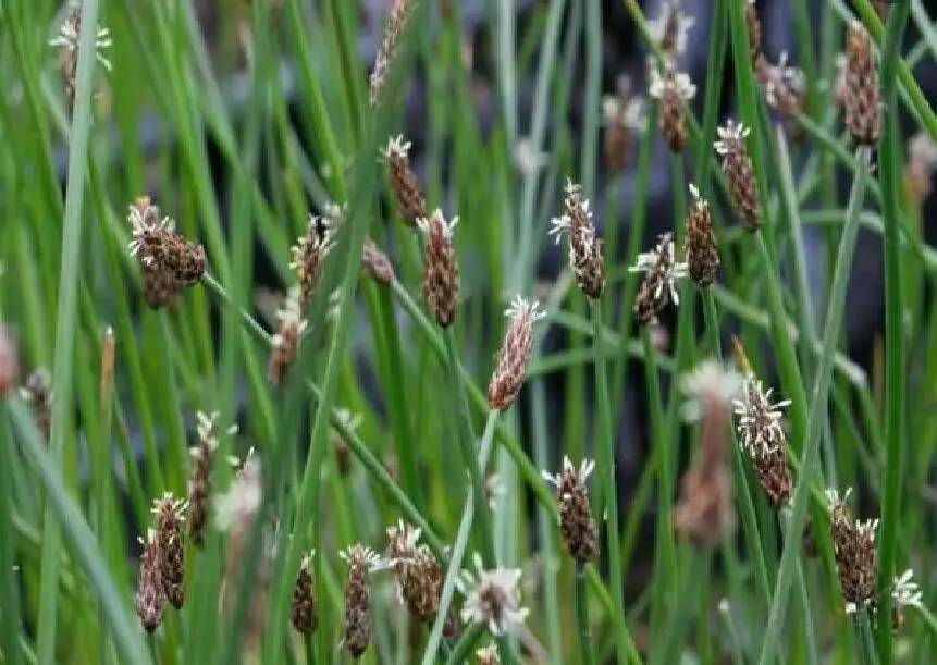 香水柠檬种植方法：培育清新果实的秘诀