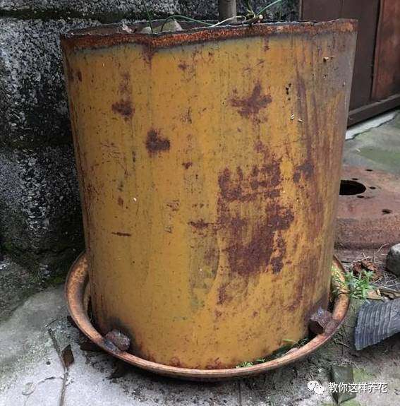 茉莉盆栽图片大全：为您呈现最美的芬芳家园