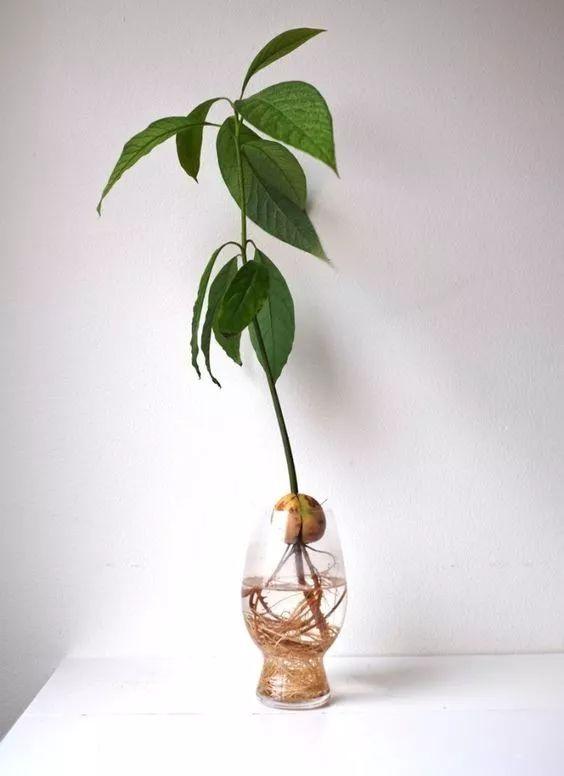 人参果树盆栽的方法
