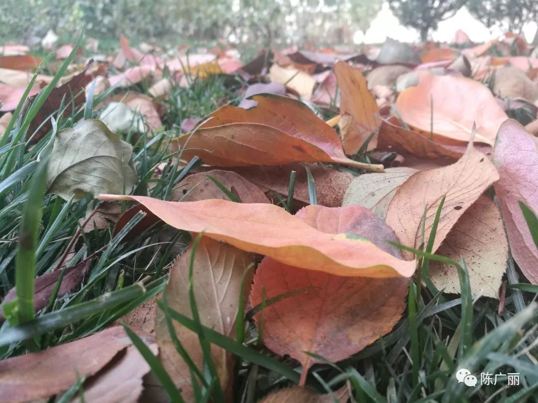 大盆栽蒜苗：家庭种植新趋势