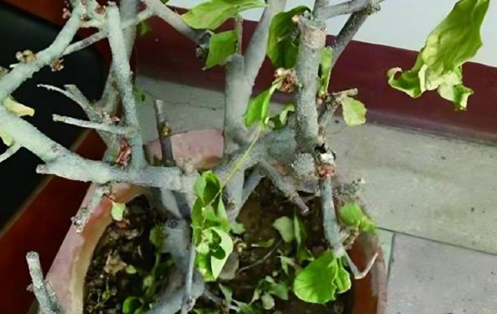 盆栽蒜头的种植方法