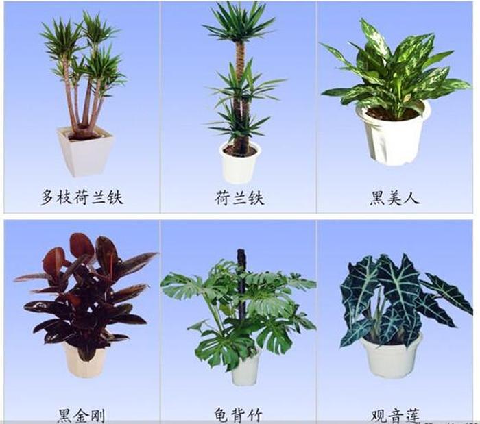 盆栽金桔何时开花 - 家庭园艺指南