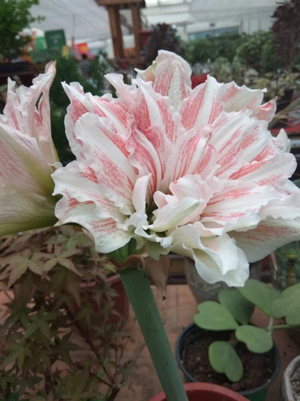 标题：红色叶片盆栽——点亮家居温馨的色彩点缀