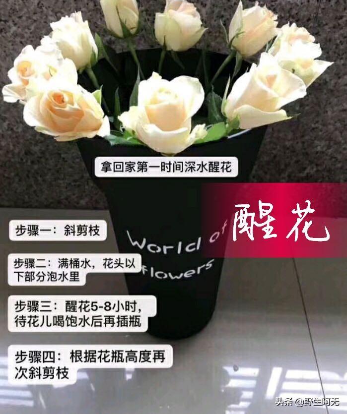 火龙果盆栽浇水：掌握正确方法，让果实更甜美