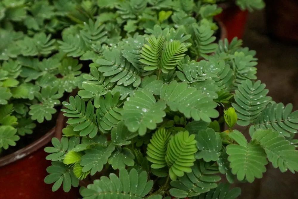 盆栽大棚：打造私人植物乐园的完美空间