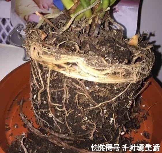 燕子掌扦插图片：详解繁殖技巧与养护要点