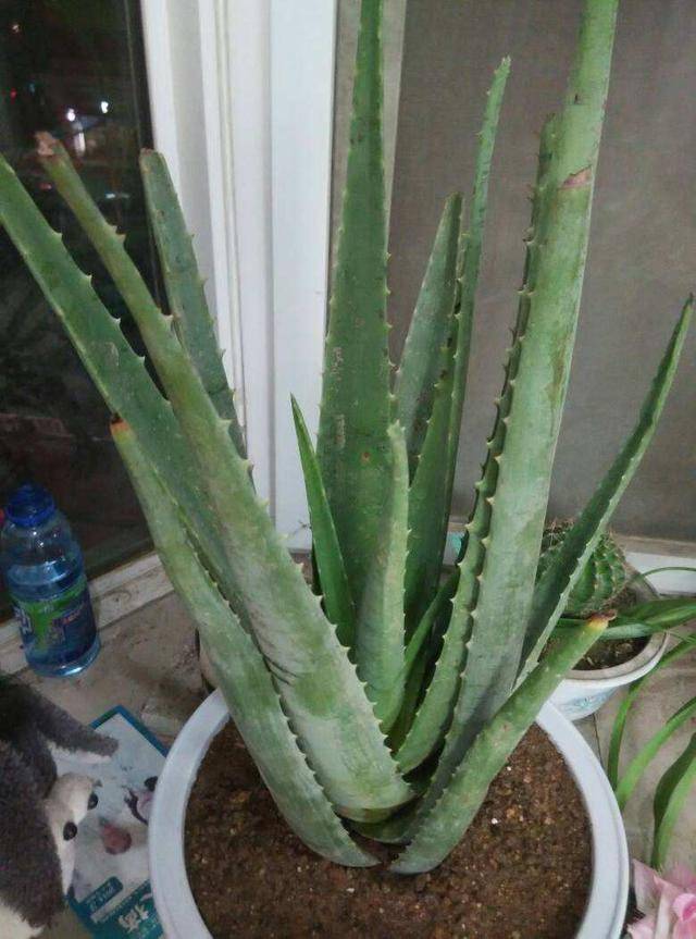叶子兰扦插：繁殖新植株的详细指南
