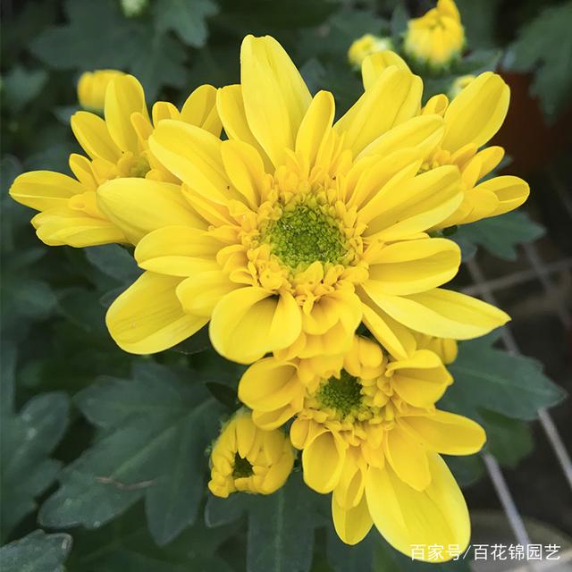 百万小玲如何扦插：掌握技巧，繁殖无忧