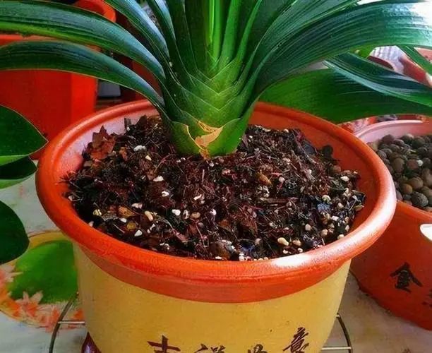 虎刺梅的扦插方法：详解繁殖技巧