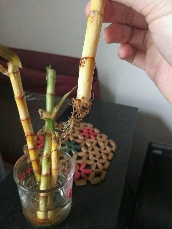 牡丹吊兰扦插方法：繁殖新植株的详细指南