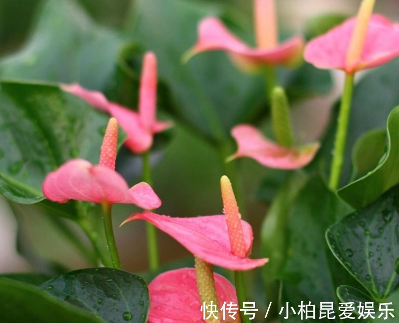 菊花种植方法和时间：秋季园艺爱好者的指南