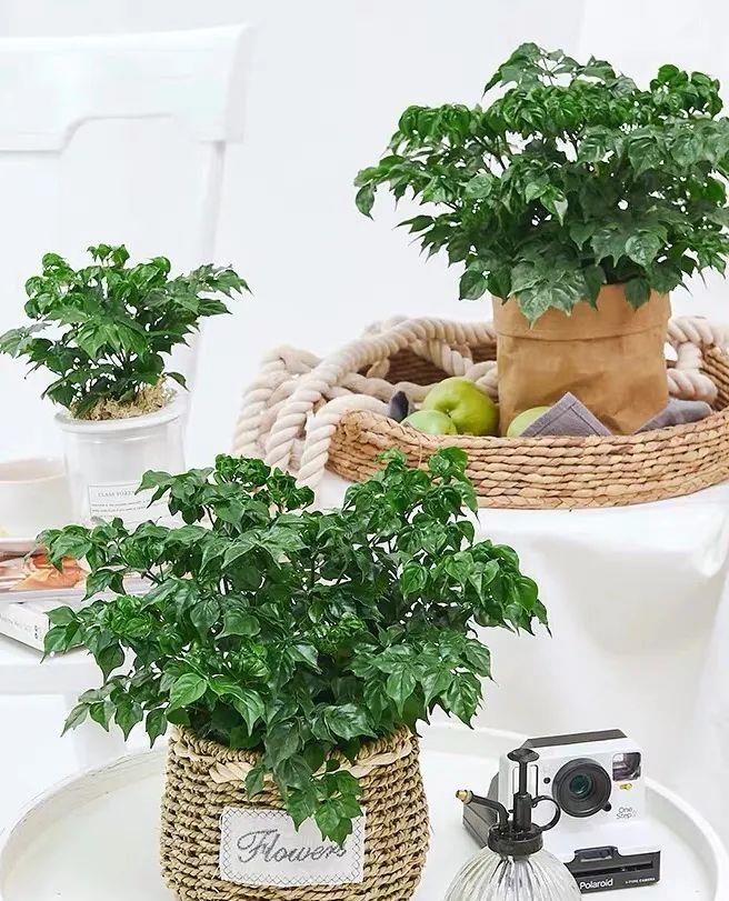 朝天椒的种植方法：掌握要领，收获丰收