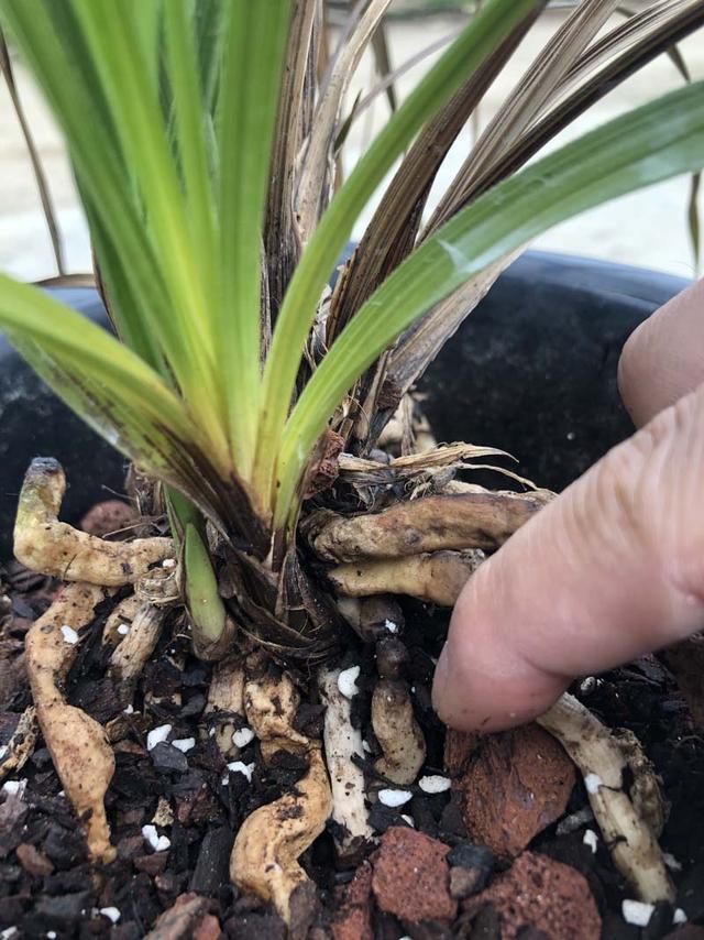 大发财树的修剪方法图：打造繁茂健康的绿植