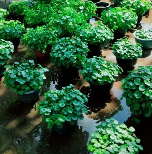 骨粉在花卉上使用方法：促进花卉生长的秘密武器