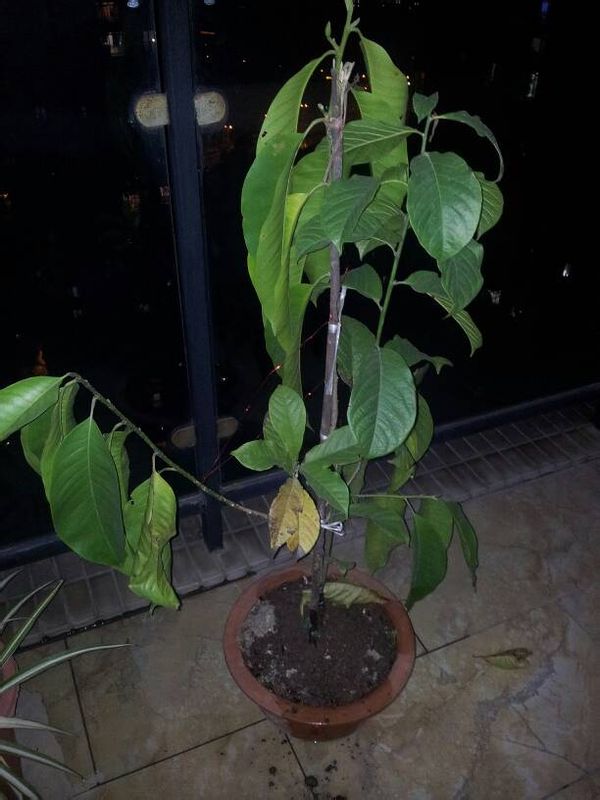 催芽方法:解锁植物生长的秘密 催芽方法:解锁植物生长的秘密