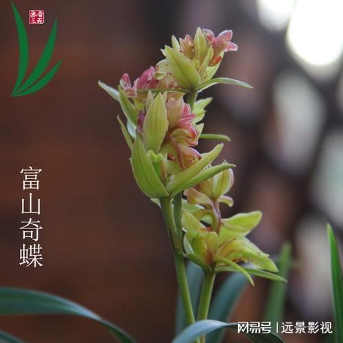 水培荷花的养殖方法
