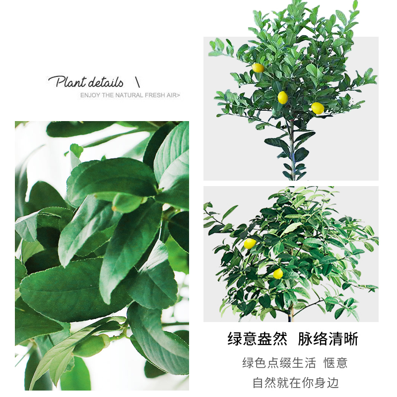 三角梅怎么种植方法：掌握要领，养出繁花似锦的三角梅