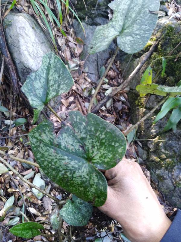 桂花树修剪整形方法：打造优美树形与繁茂花朵