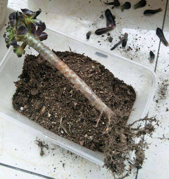 猪笼草种植方法：掌握关键技巧，养出健康植株