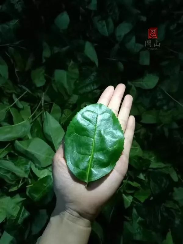 大豆的种子种植方法