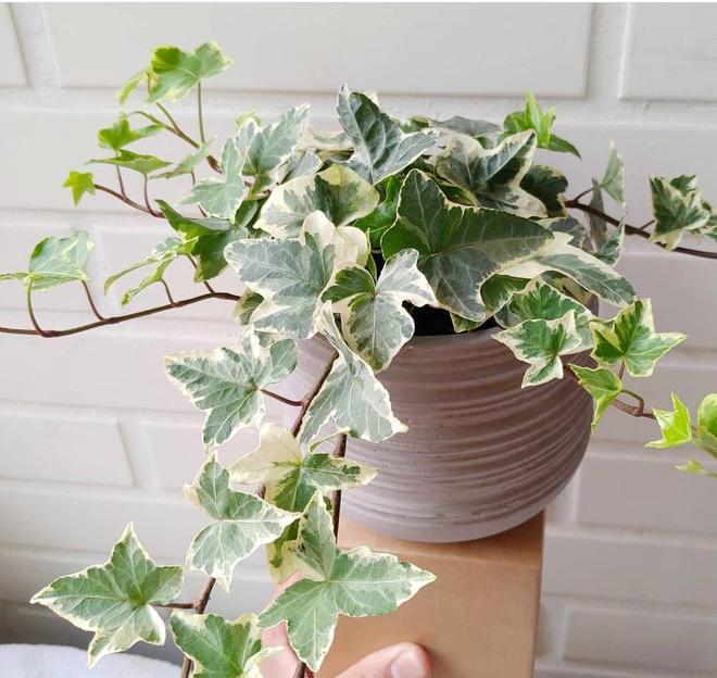 盆栽移植方法图解：专业园丁的移植指南