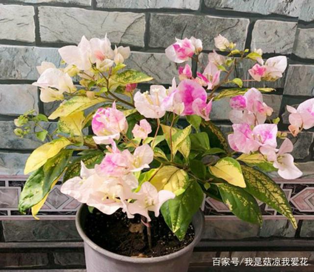 猪支原体的治疗方法：科学防控，确保养殖安全