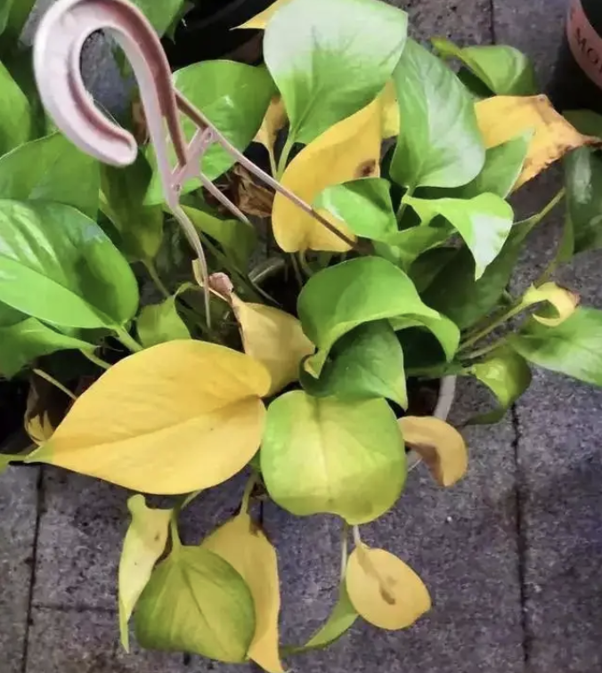 盆栽荷花的种植方法