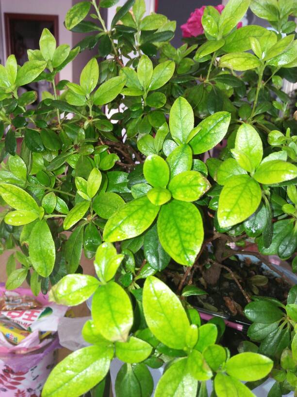 百合繁殖方法：详解百合种植与繁殖技巧