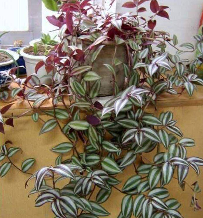 花卉蟹爪兰的养殖方法