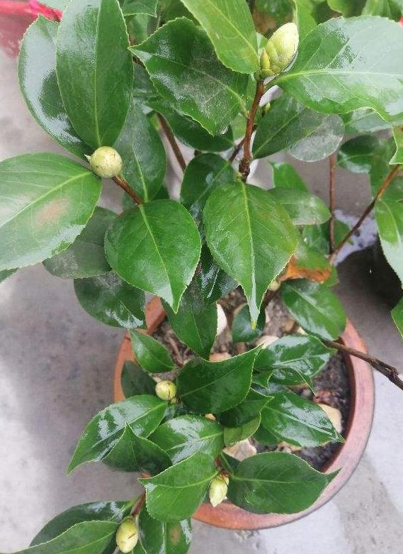### 百合花怎么养植方法：详解百合花的种植与养护技巧