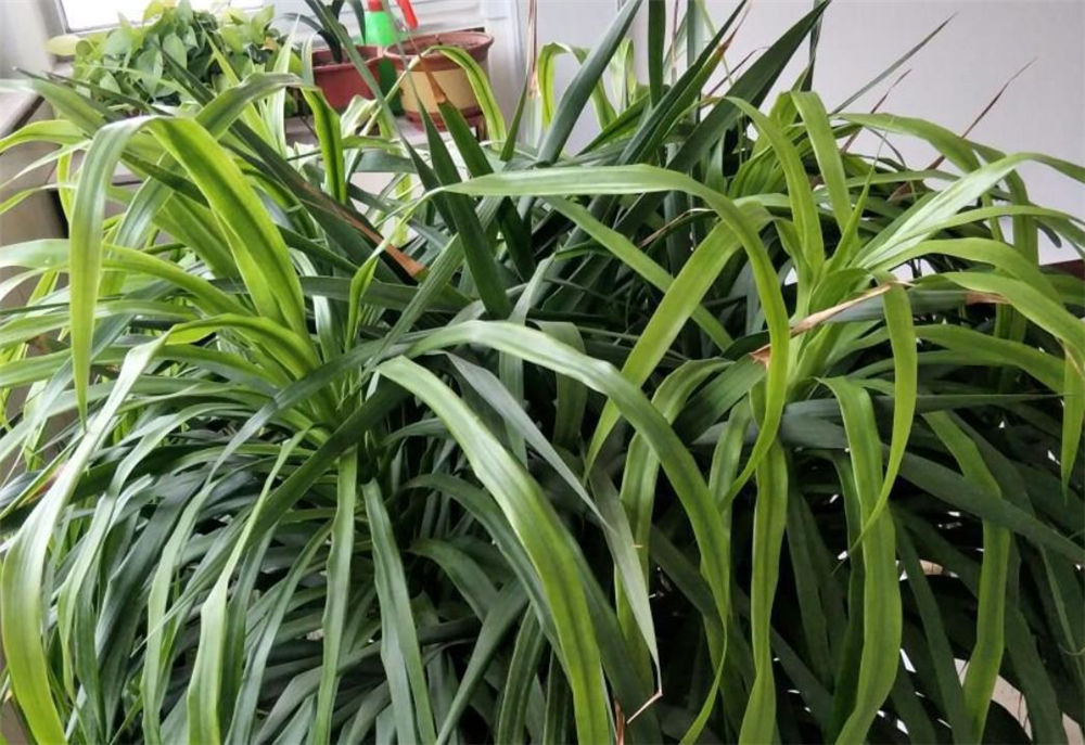 月季水插方法：轻松学会繁育技巧