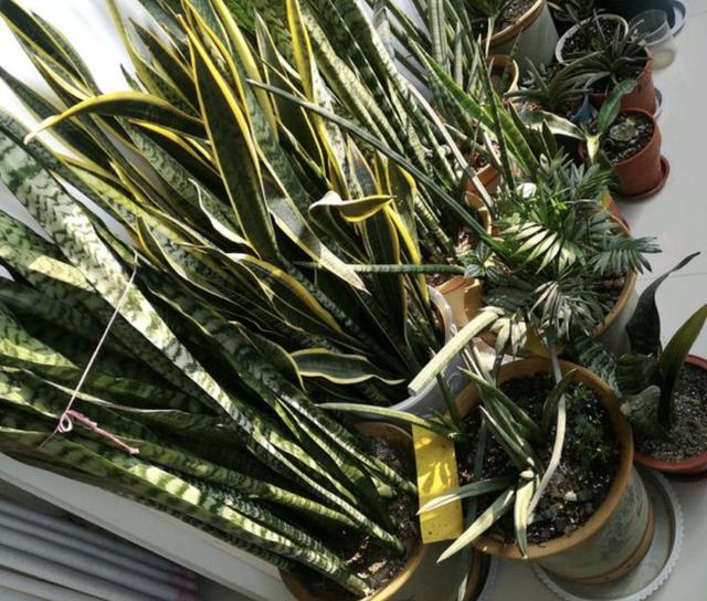 西红柿的栽培方法