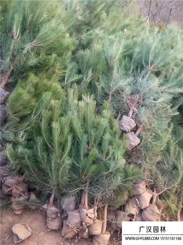 花卉土壤的制作方法