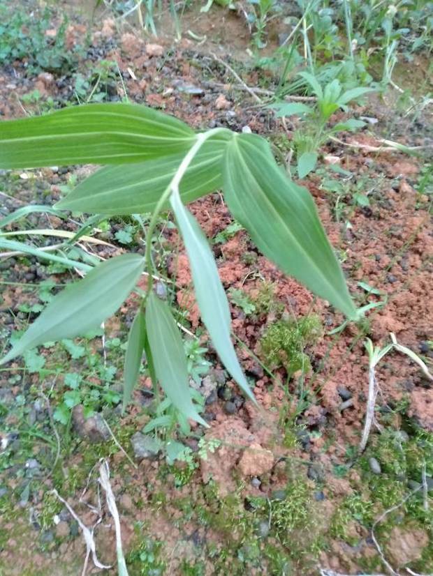 花的种植方法：开启园艺之旅的全面指南