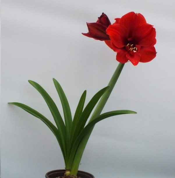 如何盆栽蓝莓：盆栽蓝莓的技巧与注意事项