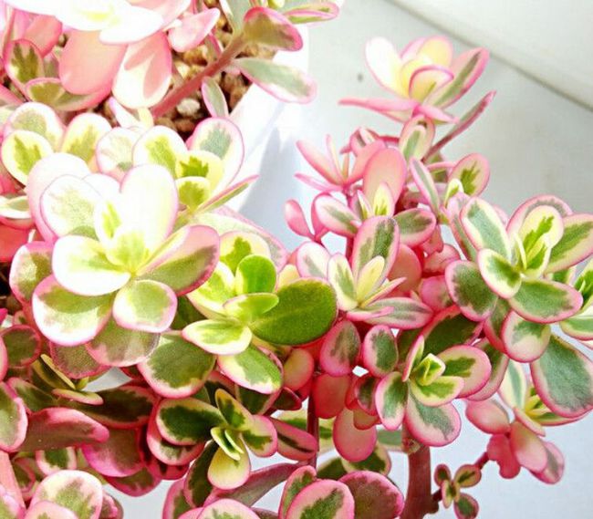 兰花盆栽技术：培养优雅花艺的全方位指南