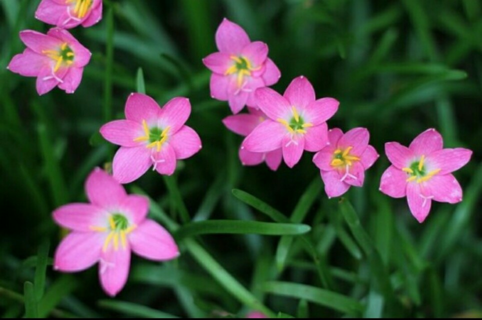 盆栽枙子花：养殖技巧与养护指南