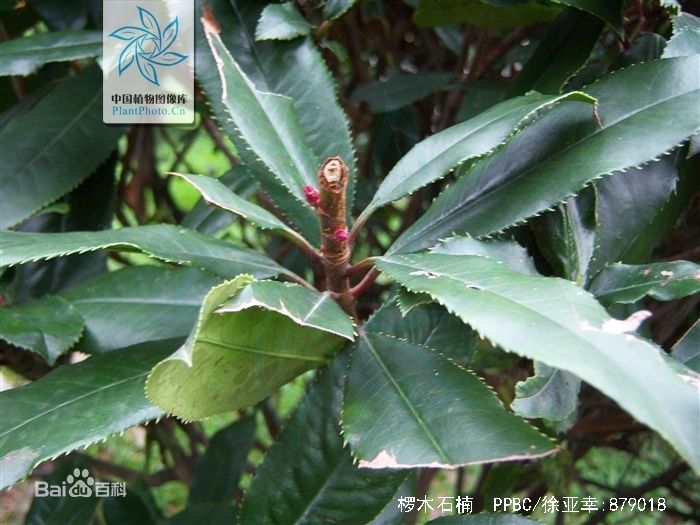 购花网盆栽花卉：为您的生活添一抹绿意