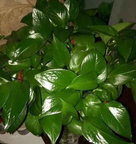 发财树盆栽怎么样：养护指南与选购要点